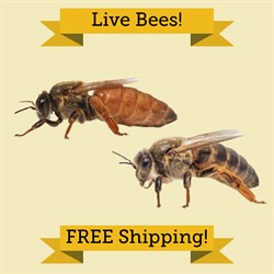 Live Bees Image